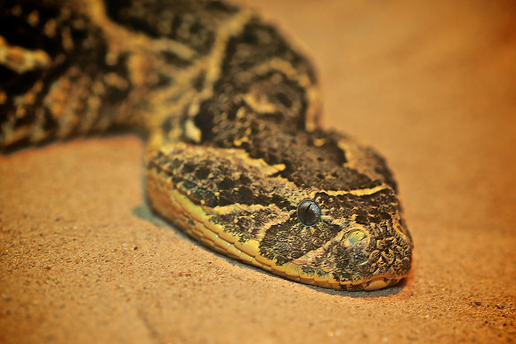 Cape Fear Serpentarium, Wilmington, NC