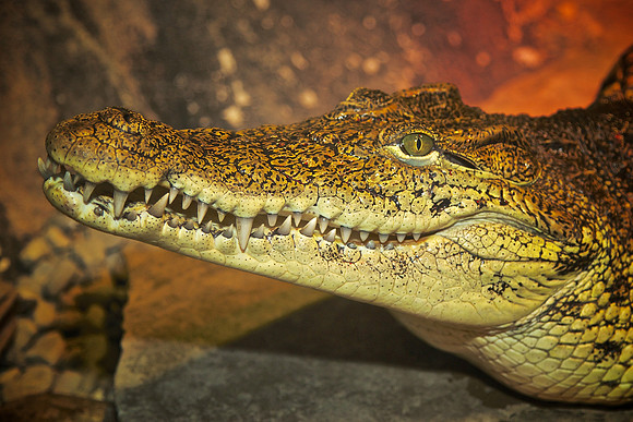 Cape Fear Serpentarium, Wilmington, NC