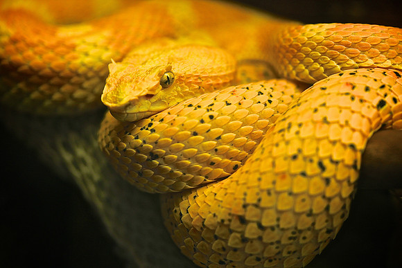 Cape Fear Serpentarium, Wilmington, NC