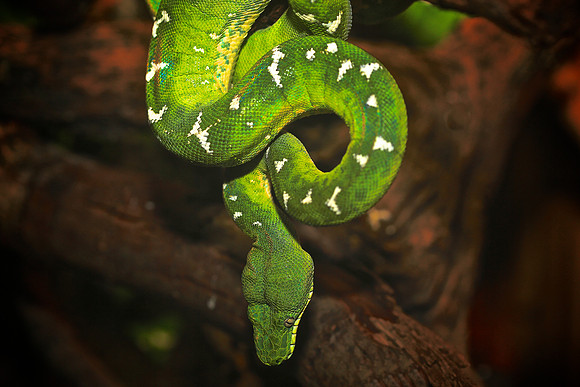 Cape Fear Serpentarium, Wilmington, NC