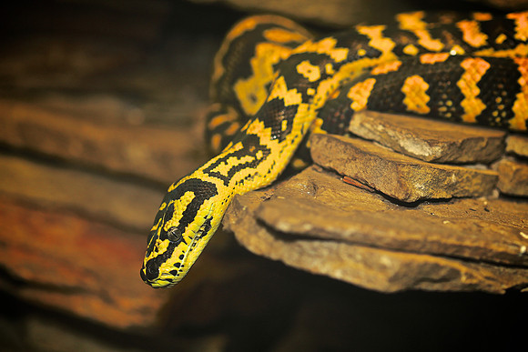 Cape Fear Serpentarium, Wilmington, NC