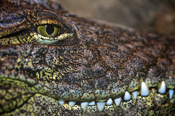Cape Fear Serpentarium, Wilmington, NC