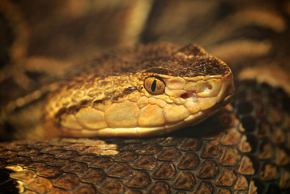 Cape Fear Serpentarium, Wilmington, NC