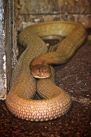 Cape Fear Serpentarium, Wilmington, NC
