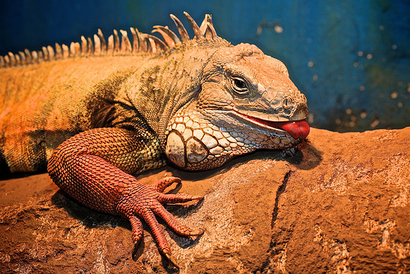 Cape Fear Serpentarium, Wilmington, NC