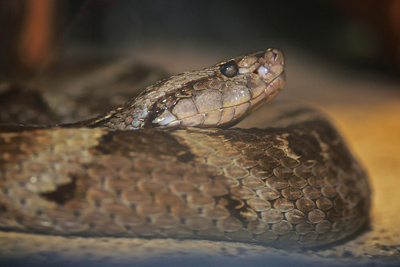 Cape Fear Serpentarium, Wilmington, NC