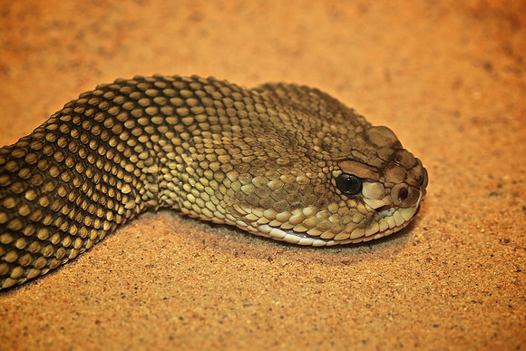 Cape Fear Serpentarium, Wilmington, NC