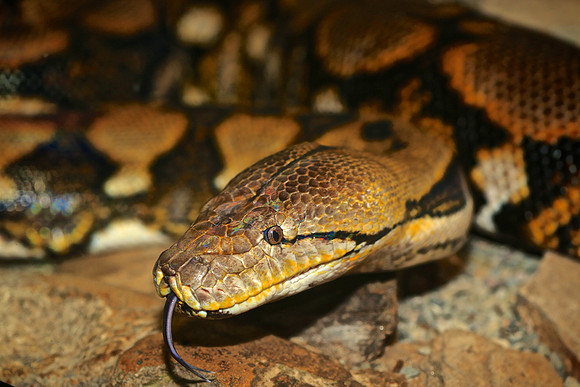 Cape Fear Serpentarium, Wilmington, NC