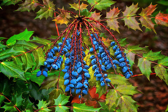 Airlie Gardens, Wilmington, NC