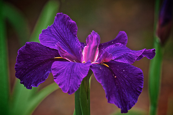 Airlie Gardens, Wilmington, NC