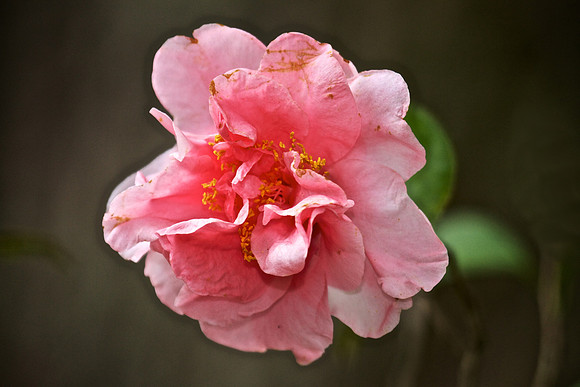 Airlie Gardens, Wilmington, NC