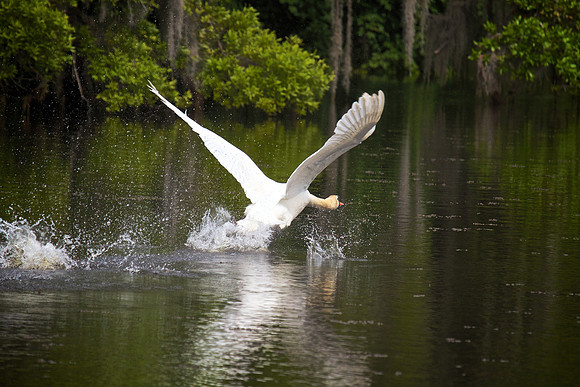 Airlie Gardens, Wilmington, NC