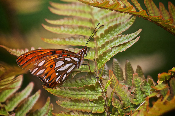 Airlie Gardens, Wilmington, NC