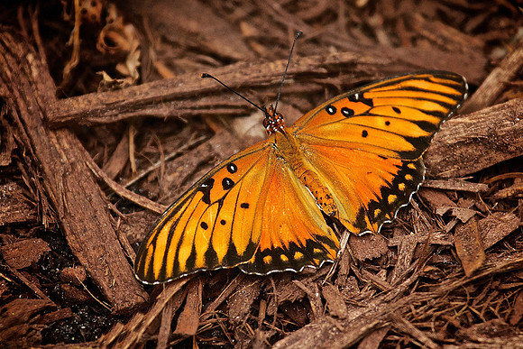 Airlie Gardens, Wilmington, NC