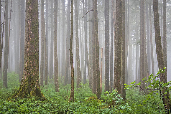 Juneau receives, on average, 62 inches of precipitation each year, mostly from September through December.