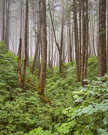 We visited the Glacier Gardens Rainforest just outside Juneau.