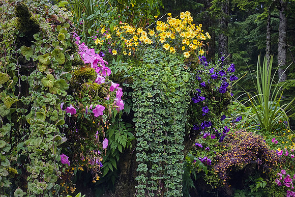 Glacier Gardens Rainforest is a botanical garden near Juneau covering 50 acres of temperate rainforest.