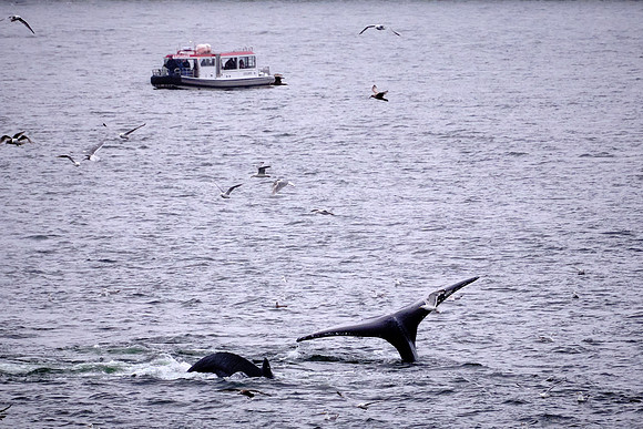 We saw Humpback whales in the Gastuneau Channel as we departed Juneau.