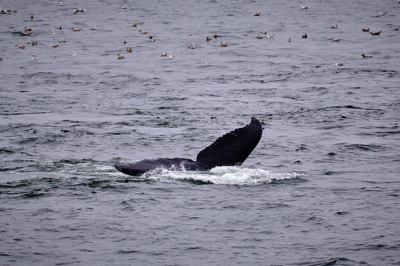 We saw Humpback whales feeding on krill and small fish and showing off their tail flukes.