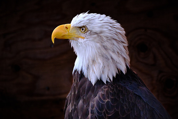 Haines is one of the best places in the world to see bald eagles.