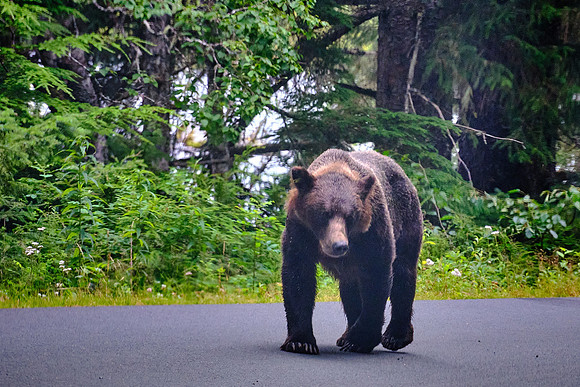 LuLu is a well-known brown bear along the Chilkoot River and is here walking down the middle of the road.