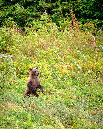 LuLu repeatedly visited the river and its salmon-rich fishing areas with her four cubs.