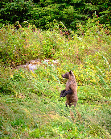 LuLu was out with her four cubs strolling along the Chilkoot River looking for salmon.