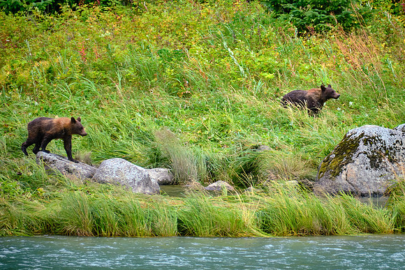 Bear cubs in Alaska have only a 50 % survival rate due to starvation and homicide by the papa bear.