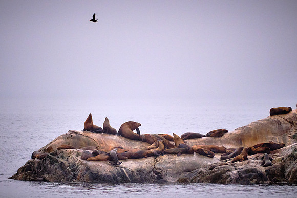 On the way to Glacier Bay, we encountered several communities of sea lions.
