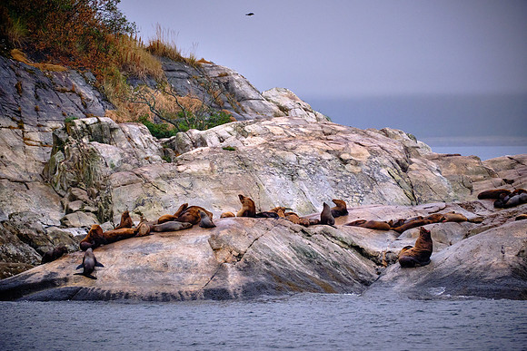 Alaska’s sea lions are the largest sea lion species in the world.  Adult males can weigh more than 2,000 pounds.