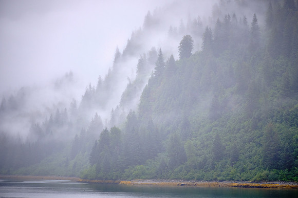 Sitka spruce is the dominant mature forest at low and middle elevations.