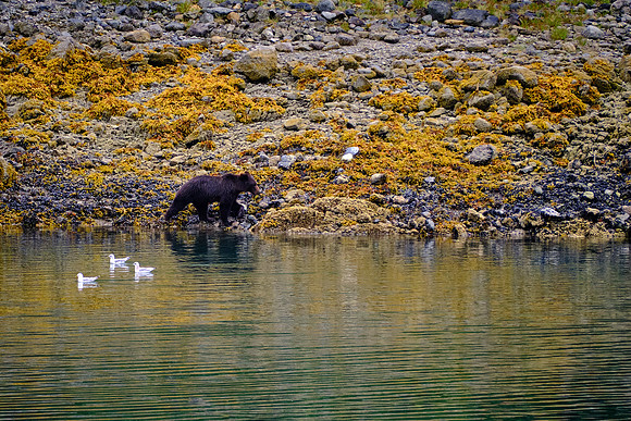 On our way to Glacier Bay, we came across a coastal brown bear looking for lunch.