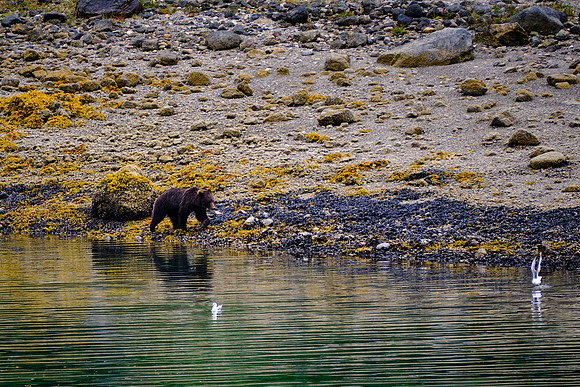 Coastal brown bears and grizzly bears are the same species: Ursus arctos.