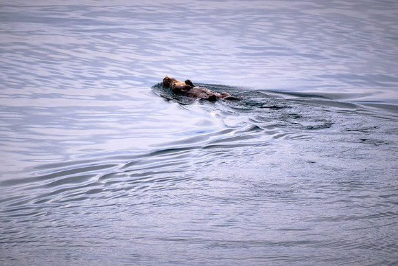 And we saw numerous sea otters swimming on their backs.