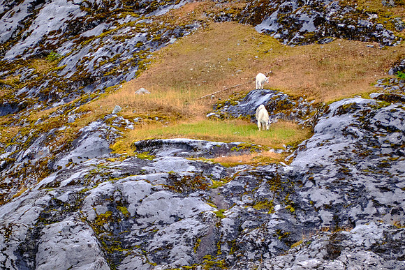 And we saw a mountain goat family on the way to Glacier Bay National Park.