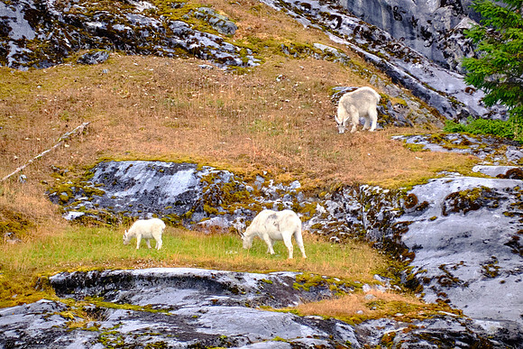 Alaska’s mountain goats are sure-footed relatives of antelopes, not true goats.