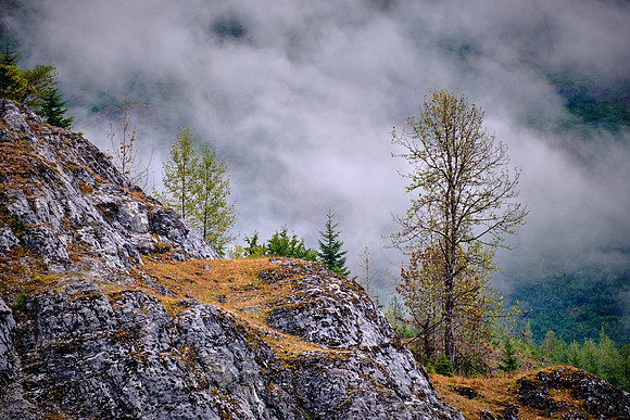 One lonely birch tree.