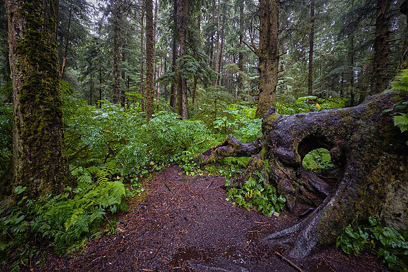 Because Sitka is in a temperate maritime rainforest, the area receives 83 inches of precipitation annually.