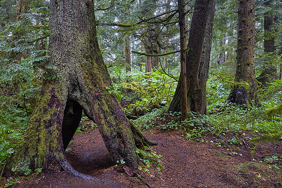 The park preserves a coastal rainforest ecosystem.