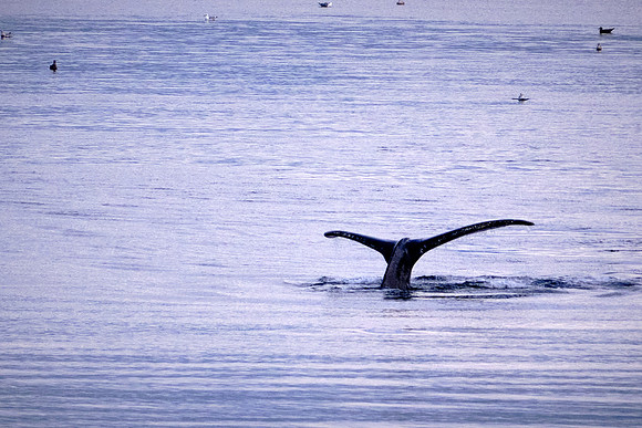 And we received a two-fluke salute from the local Petersburg humpback population.