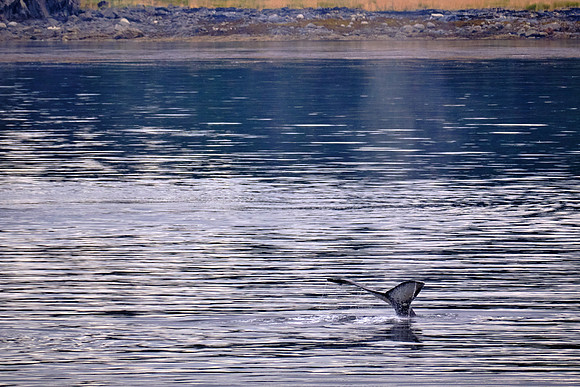 Because Petersburg is next to Frederick Sound, it serves as a premier marine mammal viewing area.