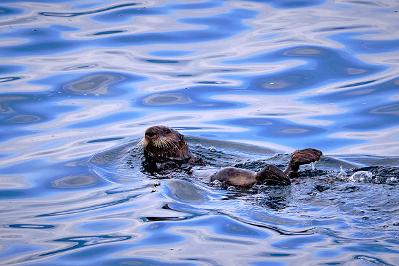 A local sea otter greets us upon our arrival in Petersburg.