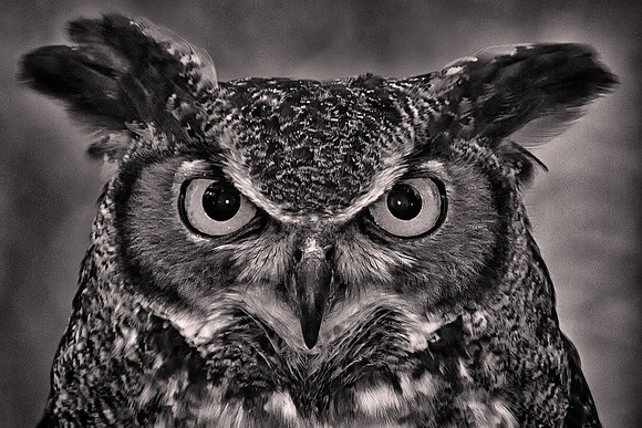 2013 January, Raptor Center, Huntersville, North Carolina