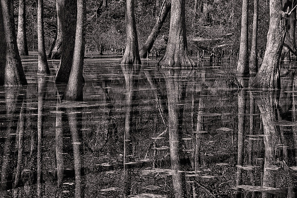 2013 April, Cypress and Tupelo swamp, Natchez Trace, Mississippi