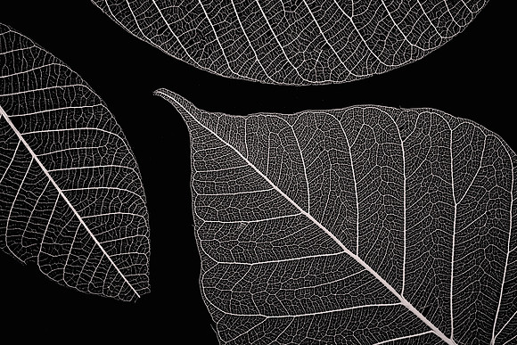 2013 October, skeleton leaves of Sacred Fig, Mooresville, North Carolina