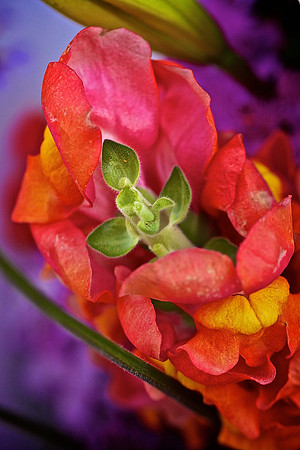 Herr Fresh Flowers