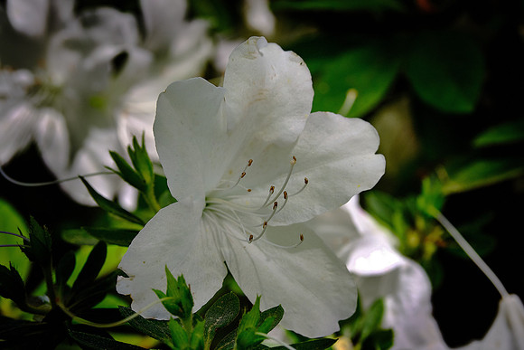 Outer Banks Arboretum and Teaching Garden, Kill Devil Hills, NC