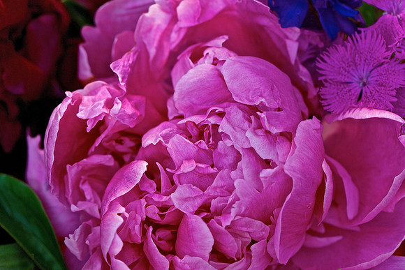 Herr Fresh Flowers