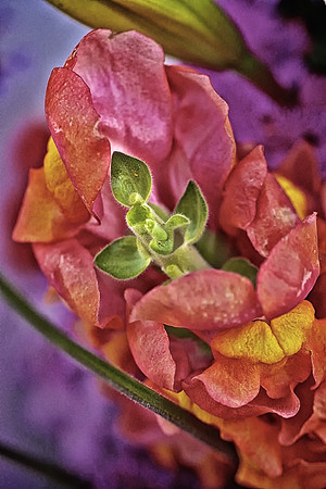 Herr Fresh Flowers