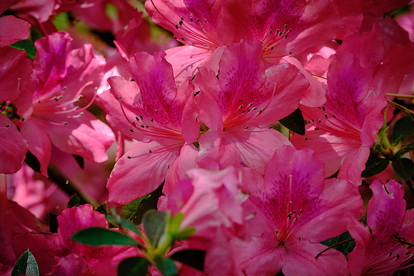 Outer Banks Arboretum and Teaching Garden, Kill Devil Hills, NC